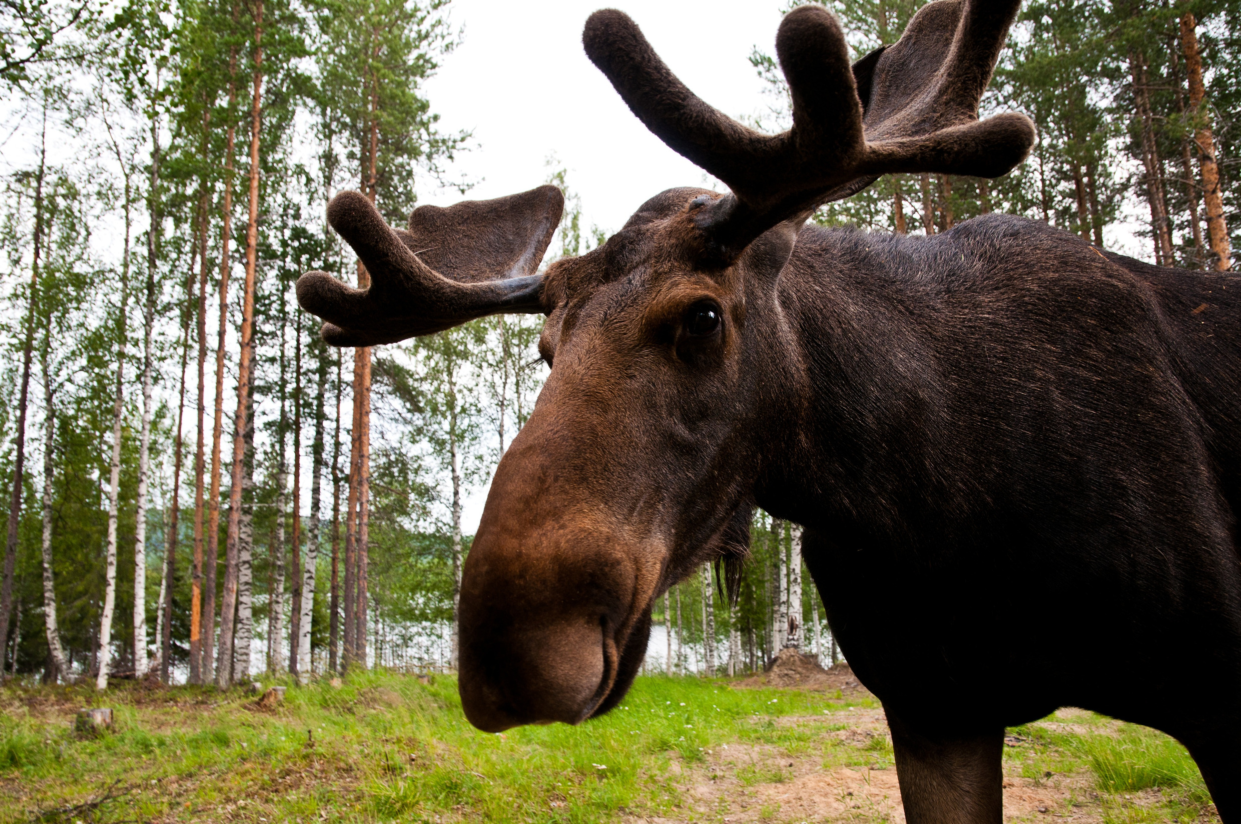 13 лосей. Европейский Лось. Сохатый Лось. Южно Европейский Лось alces alces. Живой Лось.